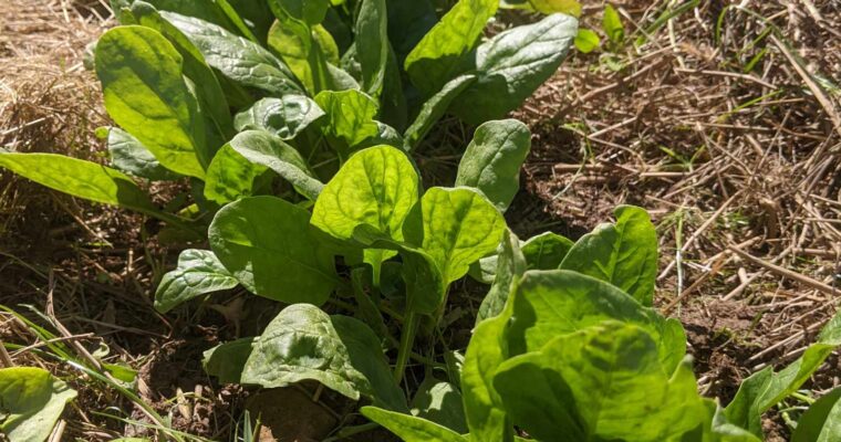 March Garden Chores