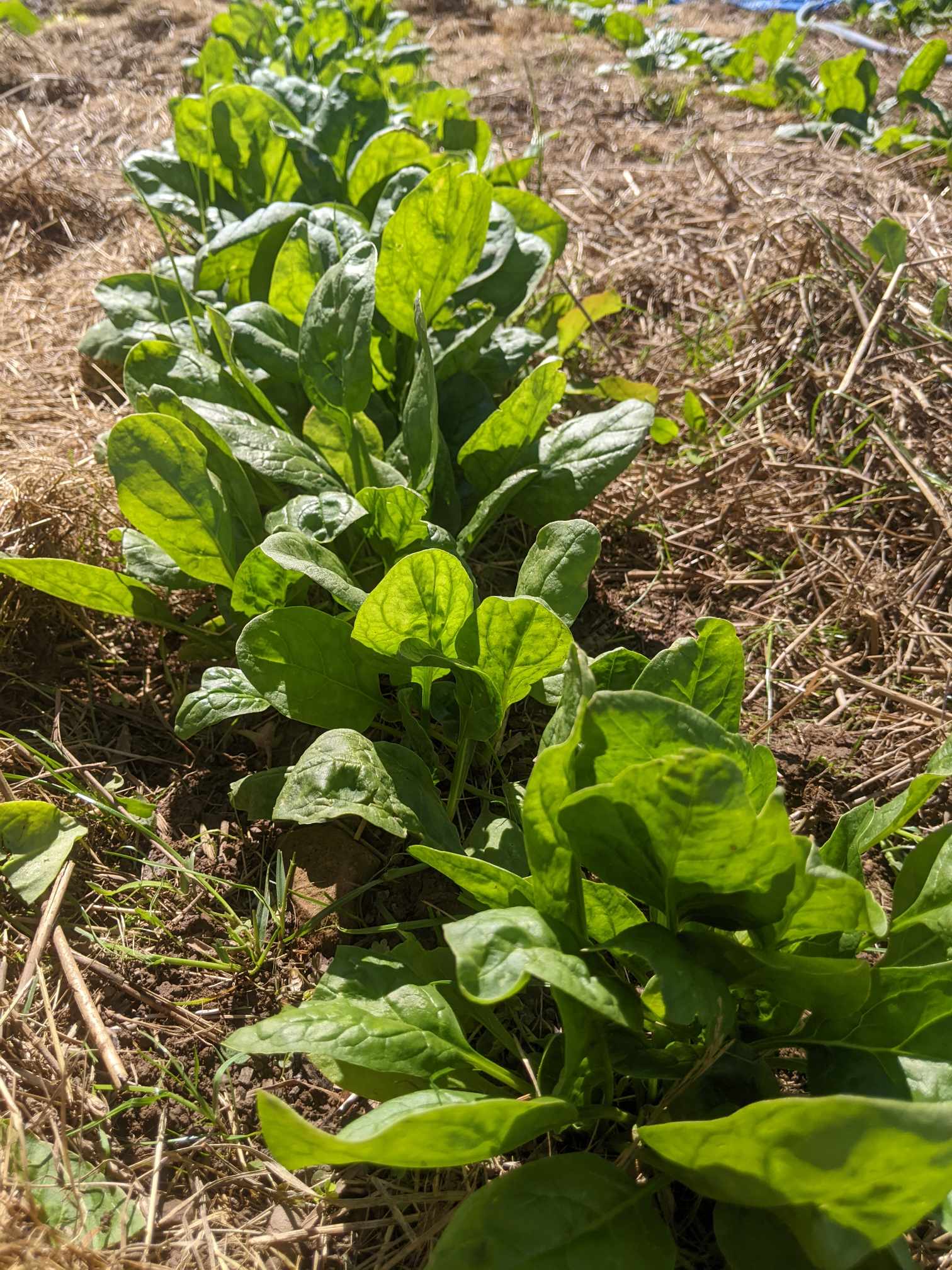 March Garden Chores