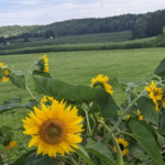 A List of the Plants Killing Your Garden Crops: Common Culprits and Bad Combos to Avoid