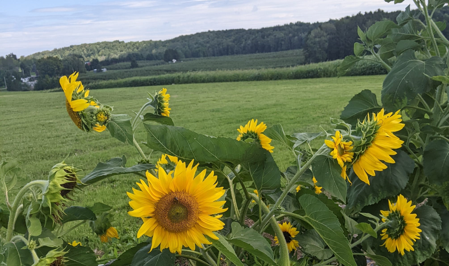 A List of the Plants Killing Your Garden Crops: Common Culprits and Bad Combos to Avoid