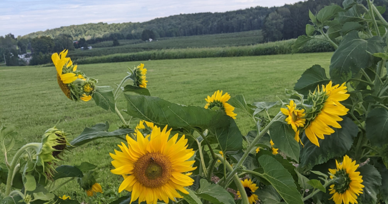 Growing Huge Veggies with No-Till Gardening