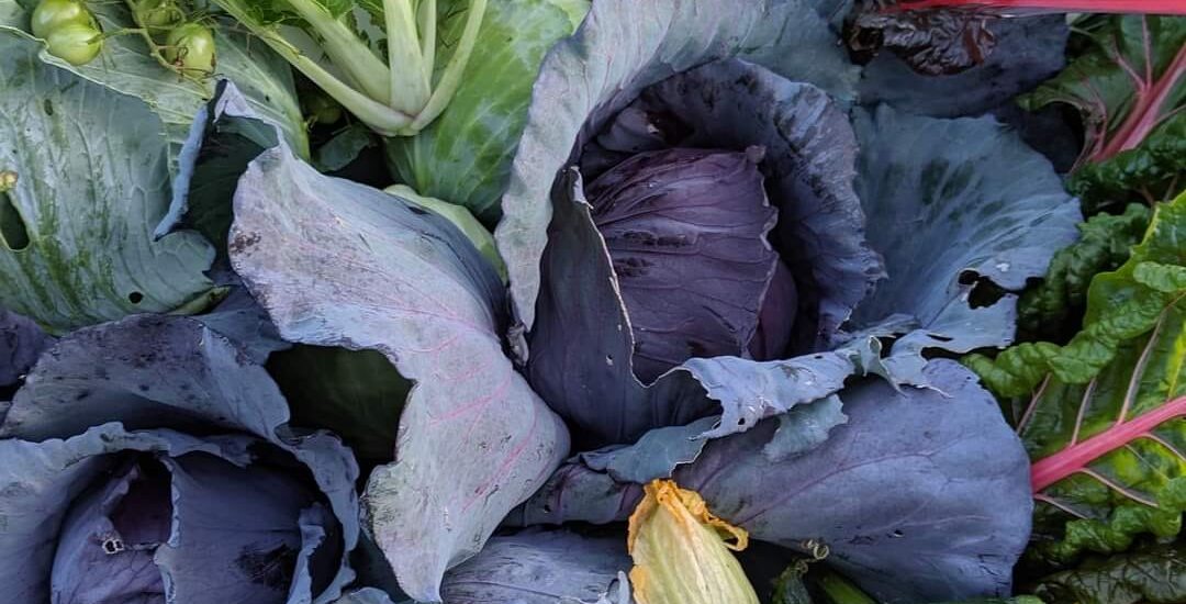 22 Frost-Hardy Vegetables to Plant This Fall