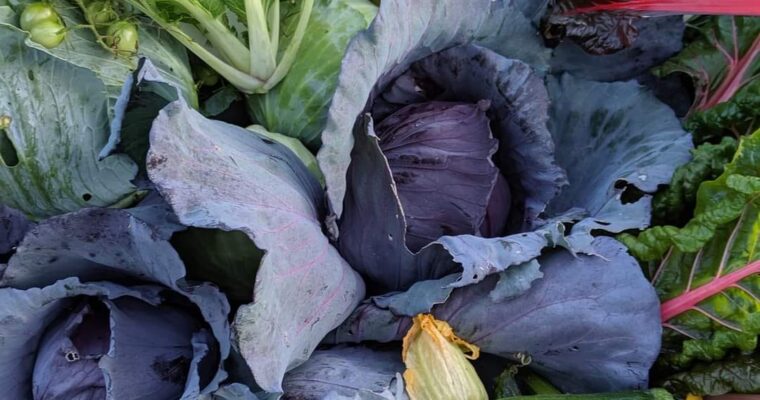 22 Frost-Hardy Vegetables to Plant This Fall