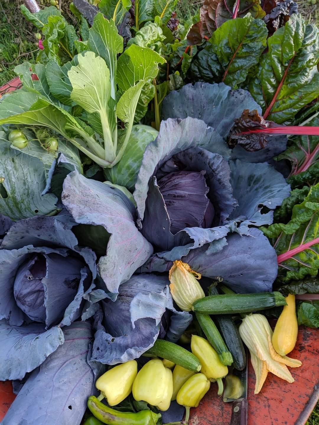 22 Frost-Hardy Vegetables to Plant This Fall