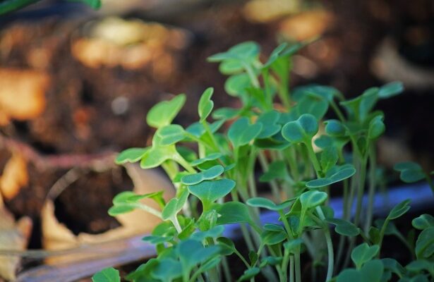 Pre-Sprout Seeds for Faster Germination