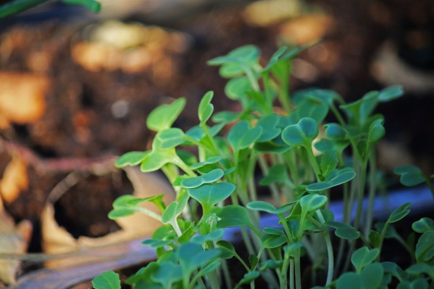 Pre-Sprout Seeds for Faster Germination